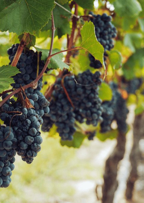 Tour des Vignobles Savoyards au départ d’Annecy